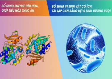 Men vi sinh và men tiêu hóa: Lợi ích, công dụng, cách dùng 
